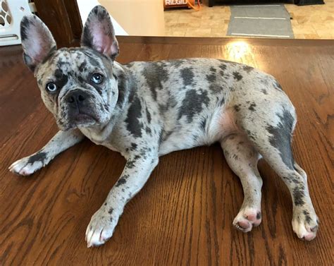 buldog francuski blue merle|Blue Merle French Bulldogs Ultimate Guide: Top 10 Facts